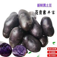 甘肃黑土豆新鲜紫土豆西北特产紫色马铃薯含花青素蔬菜乌洋芋 一代黑土豆种子（5斤装）