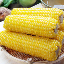德骊嘉粘玉米种子黄粘糯玉米种籽皮薄糯甜糯玉米种子水果玉米蔬菜籽 京粘一号黄粘糯玉米100克原装