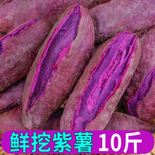 【现货速发】山东紫薯新鲜10斤农家蔬菜现挖软糯山芋紫心小地瓜 宝宝辅食紫色小番薯细腻香甜5 10斤 中果
