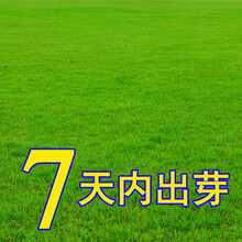 珂玮  草坪种子美国四季青四季常青低矮别墅庭院少修剪果岭草高羊茅狗牙根耐寒护坡草籽 耐践踏美国矮生四季青1斤