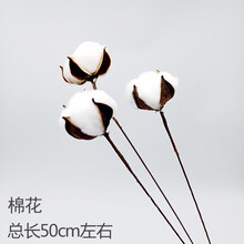 天然麦穗干花真花束开业大麦田园装饰摆件满天星稻穗拍摄道具礼品姒桀 棉花单头3支