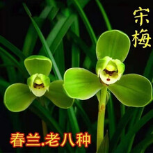 春兰价   兰花多种  绿云  室内盆栽花卉绿植 宋梅 1苗新手试养