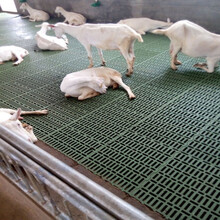 羊床漏粪板塑料羊床板养羊 钢网竹板羊床养殖场 绿色50X60大缝隙