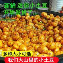 新鲜云南小土豆农家自种迷你土豆5/10斤 现挖黄心马铃薯洋芋蔬菜 硬币大小 【尝鲜5斤装】