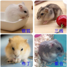 小仓鼠活物布丁紫仓三线金丝熊宝宝宠物幼崽活体一对情侣 银狐和布丁(下单备注性别)