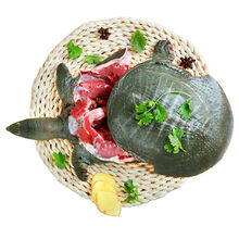 沉鱼落雁现杀鸽子甲鱼足龄乳鸽养殖新鲜鲜活宰杀食用水产 甲鱼+火锅底料 3斤规格鲜活宰杀