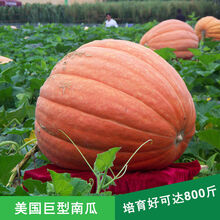 香葶苑英国大南瓜巨型南瓜太空南瓜新品种大田蔬菜种子春播蔬菜种子瓜巨型南瓜种子蔬菜种子庭院蔬菜种子 美国巨型南瓜种子5粒