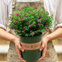 花友 大盆满天星满天星盆栽室内花卉绿植物 满天星 +加仑盆