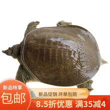 甲鱼活体生鲜水产龟王八散养中华鳖苗 0.3-0.8斤 养殖放生冷水鳖