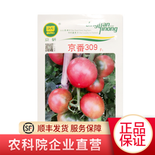 北京农科院京研京番309粉果番茄种子老味道中果粉冠绿肩番茄 原味西红柿高产四季大棚庭院盆栽蔬菜种籽 京番309 20粒1袋