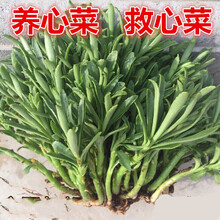 救心菜养心菜高钙菜保健菜种苗 菜苗约400株