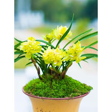 多瑙梦浓香奇花兰花云南阳台盆栽自然老种兰花苗 黄金牡丹 当年开花 组培5苗 裸根不带土