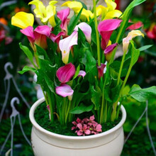 大球 彩色马蹄莲种球带芽马蹄莲花苗花卉盆栽当年开花马蹄莲绿植 混色装2个球