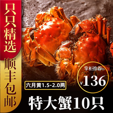六月黄大闸蟹8-16只【包活-顺丰冷链】舔鲜生鲜螃蟹活体实物河湖蟹清水大闸蟹 【只只带黄】10只装(2.0-1.5两)