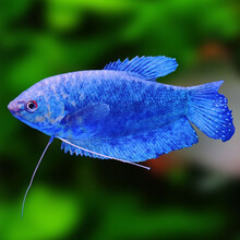 鱼多趣 蓝曼龙鱼活体 热带鱼观赏鱼活体 淡水鱼新手鱼 水族活体 6条（6-8cm）