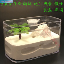 七夕情人节礼物蚂蚁工坊  宠物蚂蚁活体蚂蚁农场蚂蚁城堡幼儿园科学课石膏蚂蚁巢养蚁后 方盒4面6巢室不带蚂蚁