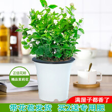 茉莉花苗盆栽带花苞老桩风车虎头茉莉驱蚊水培花卉大全绿植物室内 【带花苞】茉莉花6年苗10棵（高款吸水盆）+生根粉 含盆