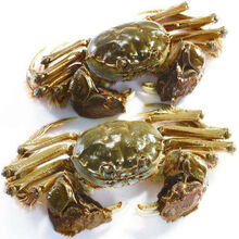 【活蟹】大闸蟹鲜活六月黄公母特大礼盒装 罗菲迪新 大闸蟹(1.2-1.6两)16只