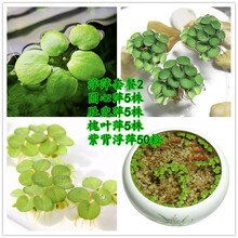 鱼缸浮萍浮性水草圆心萍肚兜萍槐叶萍紫背萍净化水质微景观水族箱 浮萍套餐二