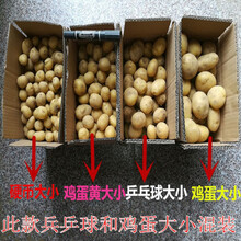 2021河南新鲜土豆马铃薯新鲜蔬菜农家肥现挖现发5斤9斤 10斤混选黄心土豆【中果】