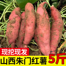 正宗朱家庄红薯山西晋城高平特产朱门新鲜板栗番薯沙地地瓜山芋 5斤 小果
