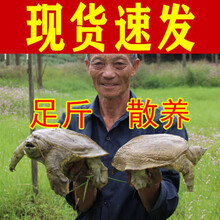 公雄大甲鱼鲜活活体食用团鱼海鲜鲜活王八中华鳖营养老鳖 诺斯食美 2斤 足斤 便宜促销了