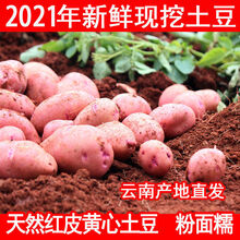 2021年云南高原新鲜现挖红皮黄心土豆5斤10斤 洋芋 马铃薯 老品种 【特大】200g-600g10斤带箱