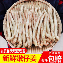 四川生姜仔姜新鲜子姜鲜姜红芽姜小仔姜当季农家现挖 小姜芽2斤