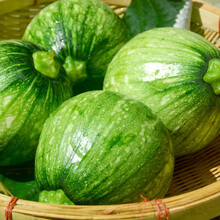 【21年鲜摘】当季农家新鲜嫩南瓜5斤现摘 时令绿皮黄肉青皮花皮西葫芦3斤 鲜摘小南瓜仔蔬菜甜脆爽口 2500g