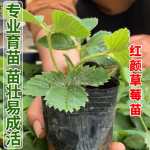 凤鸣雅世食用奶油红颜大棚栽秧苗子四季草莓苗秧南北方阳台种苗秧盆栽地栽当年结果子大农场红颜草莓苗3棵