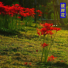 蝶遇 户外多年生花卉种植彼岸花公园庭院种子花子路边花草花籽 彼岸花种根 50个