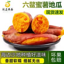 福建六鳌蜜薯沙地红薯糖心蜜薯香甜软糯红心地瓜烤红薯现挖现发新鲜蔬菜健康轻食 人工挑选大红薯5斤礼盒装