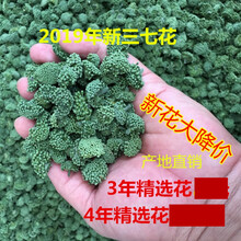 康中尊 三七花云南文山四年花新花非野生50g100g500g田七花三七花茶 18年精选四年特级三七花500g桶装