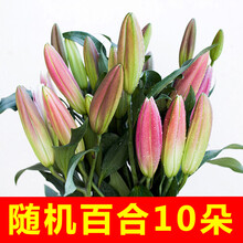 基地香水百合直发昆明助农鲜花玫瑰花束直批家用水养同城速递 随机大头百合10朵 送进口保鲜剂 不含花瓶