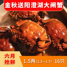 【活蟹】蟹滋煌 阳澄湖六月黄大闸蟹鲜活现货 苏州河蟹湖蟹清水螃蟹 生鲜螃蟹水产礼盒送礼现捕现发 六月黄1.3~1.7两 16只