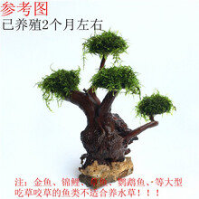 唐宠 水草鱼缸造景活体莫斯树沉木水族箱造景鱼缸装饰品水草缸造景 成品高25-28cm四头
