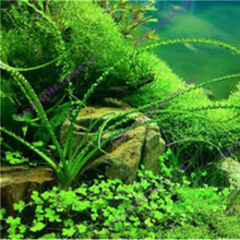 [抖音推荐]鱼缸装饰水草种子活体淡水真植物牛毛莫斯养鱼养虾造景牛毛草坪泥 13号龙鞭6000粒