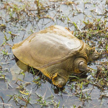 甲鱼活体甲鱼团鱼生鲜活水产王八散养中华鳖 3.3-3.0斤 放养甲鱼