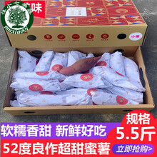 52度良作红薯 现货粗粮生地瓜蜜薯香甜软糯好吃烤番薯新鲜果蔬 5.5斤 中果