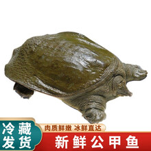 【冷藏发货】甲鱼活体生鲜水产龟王八散养中华鳖批发 米金船卡 2.7-2.5斤 生态老鳖