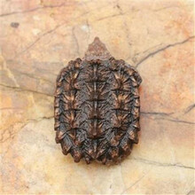 【京选推荐】大鳄龟苗2018年龟苗大鳄苗龟苗龟大刺鳄 北美小鳄龟苗 1至2厘米