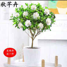 带花苞栀子花盆栽 浓香满屋牡丹大叶栀子花绿植阳台室内独杆栀子花盆栽花卉庭院好养活稀有小叶枝子花树苗 独杆牡丹栀子花七年苗 原土发货