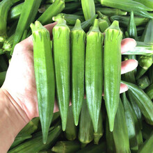 新鲜秋葵现摘现发鲜嫩水果蔬菜黄秋蔬菜沙拉食材 500g