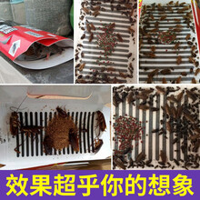 蟑螂屋捕捉器强力除灭蟑螂家用杀蟑粘蟑贴厨房蟑螂克星窝端 20张粘蟑螂屋【加带带品40件套】