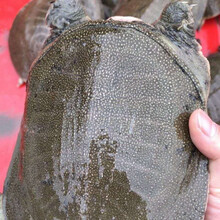 外塘大甲鱼活体生态王八中华鳖鲜活老鳖团鱼特产滋补品 2.5斤老鳖【实发2.3-2.5】