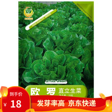 凤鸣雅世 欧罗直立生菜种子孔雀菜种 紫罗马生菜种子菜生菜青菜种籽春四季秋冬季播盆阳台盆栽四季蔬菜种孑 欧罗直立生菜种子10克