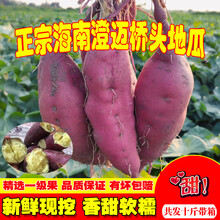娇瑰 精选品质 海南澄迈沙地桥头富硒地瓜新鲜红薯农家桥沙板栗薯番薯10斤【坏果包赔】 9斤 大果
