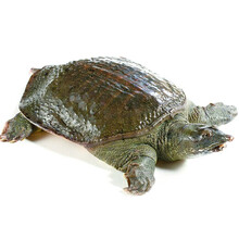 棠鲜生 中华鳖甲鱼现杀现发土鳖老鳖现货生鲜水产单只1.1-1.5斤