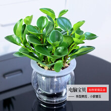 金钱树植物盆栽办公室净化空气绿植花卉盆栽鲜花观叶植物室内植物 大号加厚玻璃盆电脑 带盆栽好