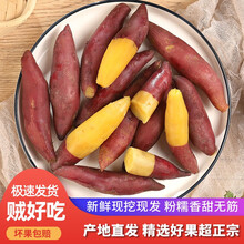 御香梅 新鲜现挖正宗临安天目山小香薯烤红薯新鲜 板栗薯2021年地瓜健康轻食 5斤小果【推荐分享】